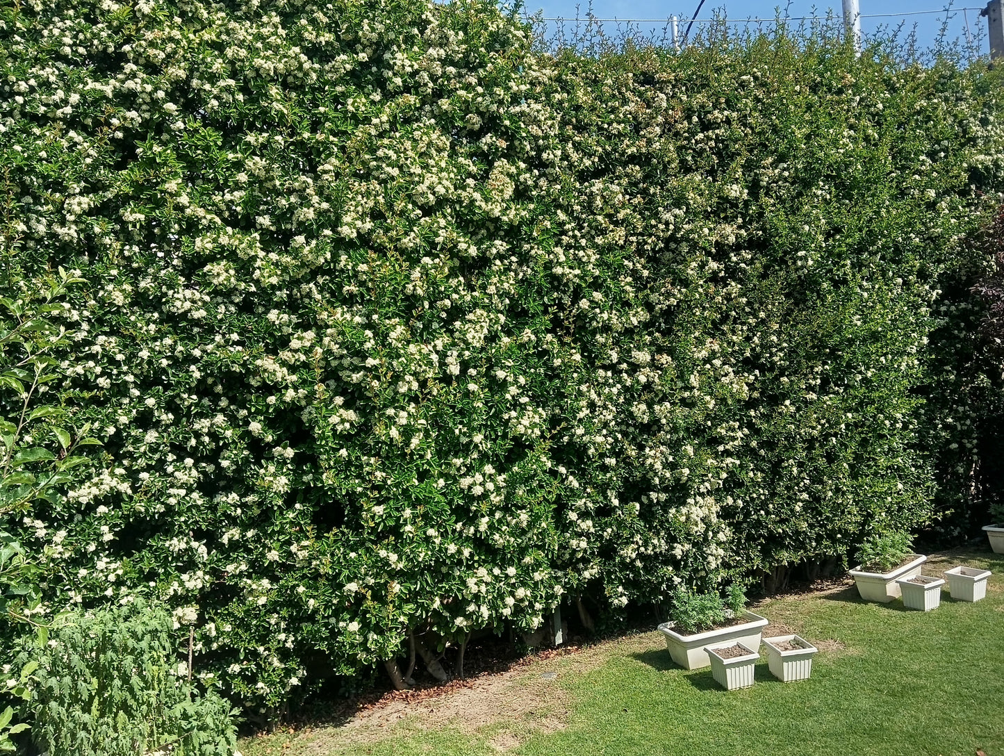 Pyracantha ( Mix Orange, Yellow, White)