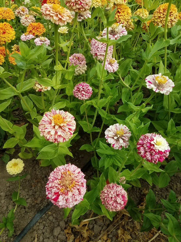 Zinnia Peppermint Stick Mix