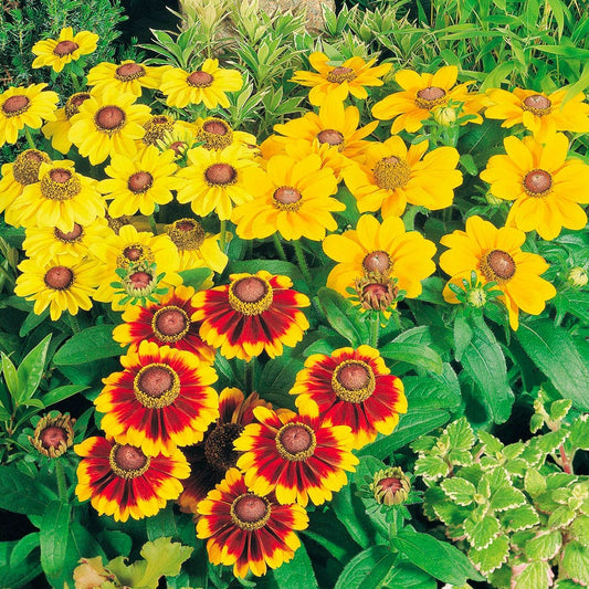 Rudbeckia Toto Mix