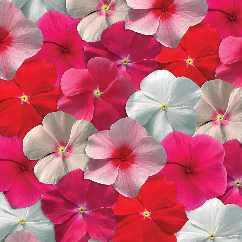 Vinca Mediterranean XP Mix