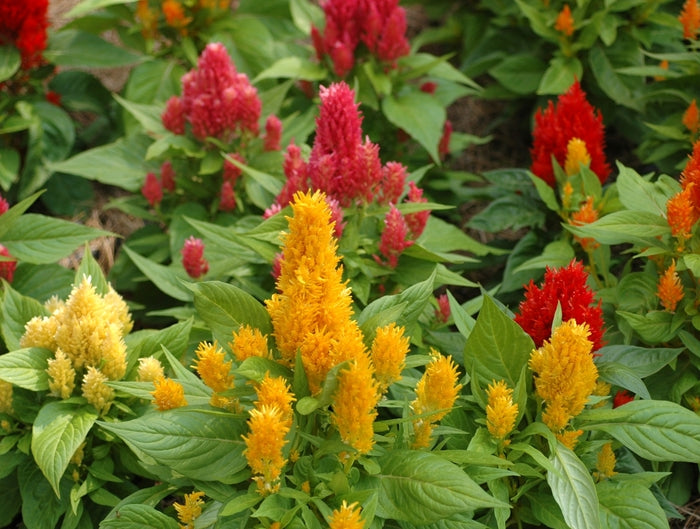 Celosia Ice Cream Mix