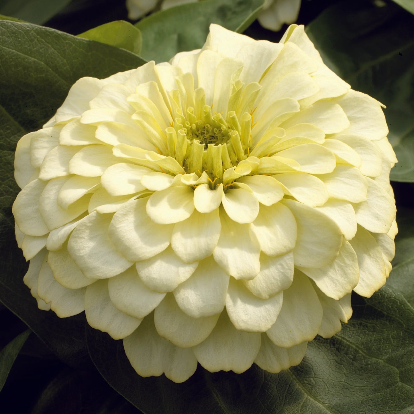 Zinnia Magellan Mix F1 Hybrid
