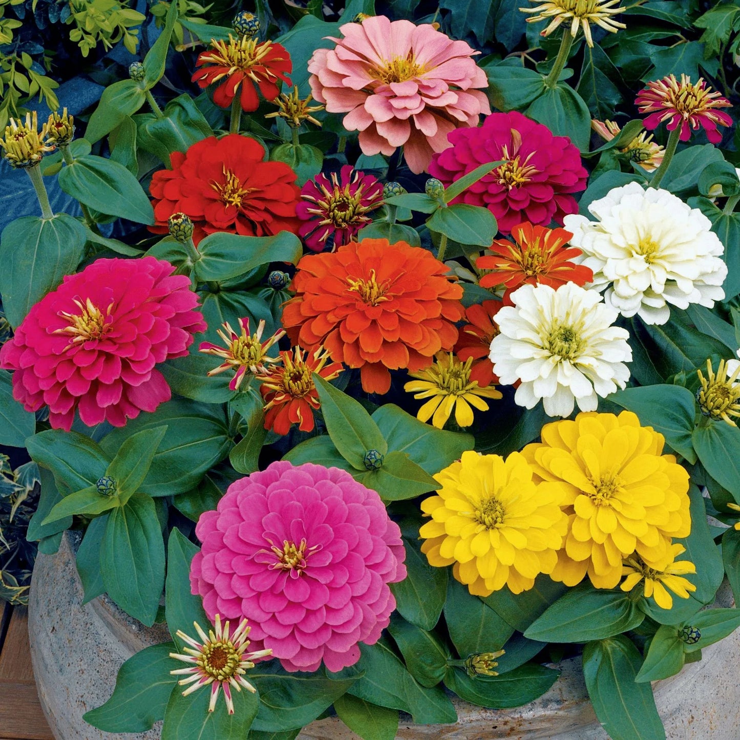 Zinnia Magellan Mix F1 Hybrid