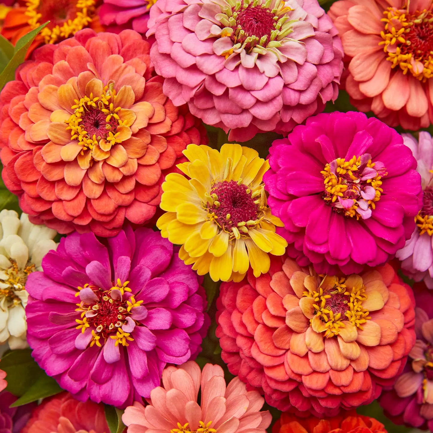 Zinnia Cut and Come Again Mix