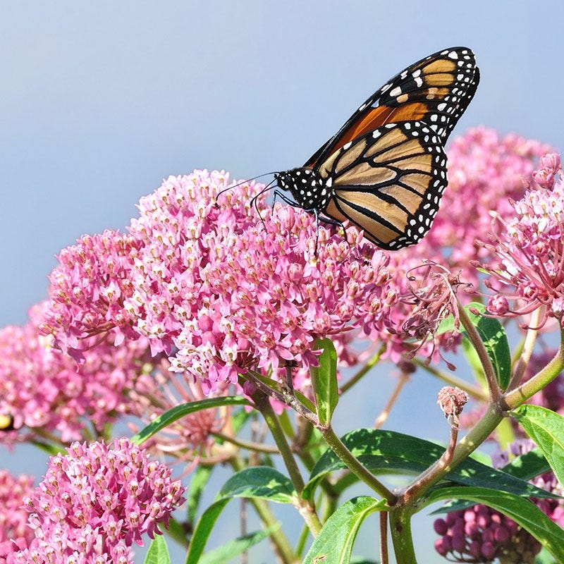 Asclepias Soulmate (Butterfly Weed)