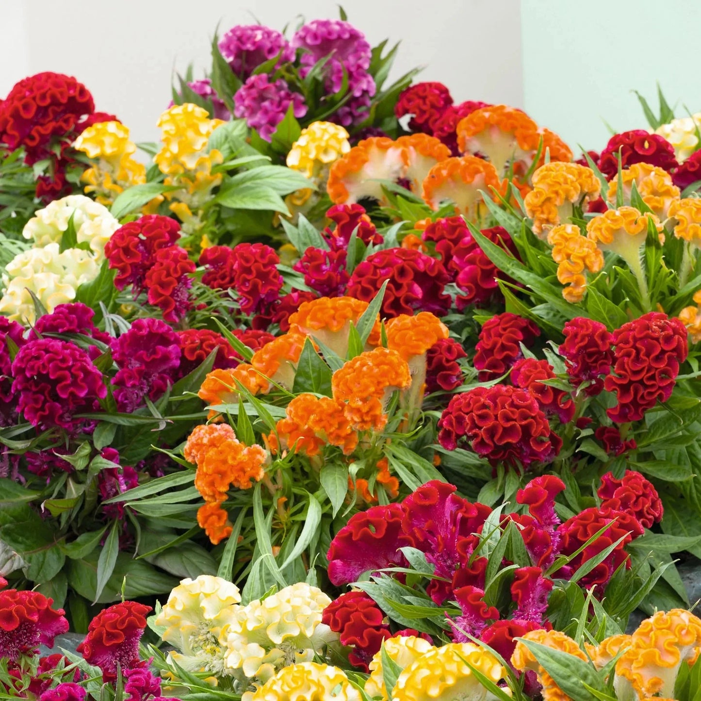 Celosia Supercrest Mix