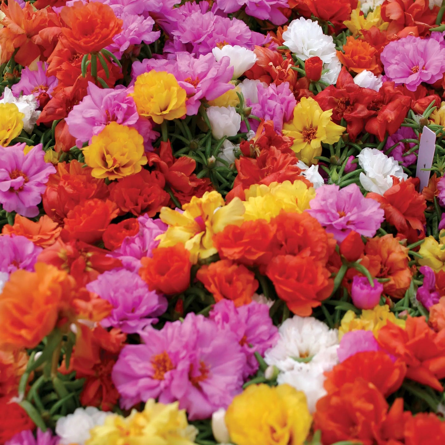 Portulaca Sundial Mix. F1 Hybrid