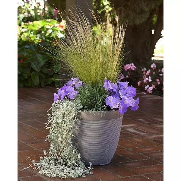 Petunia E3 Easy Wave Blue Sky F1 hybrid for Hanging Baskets/Pots ( spreads upto  2-3 feet )