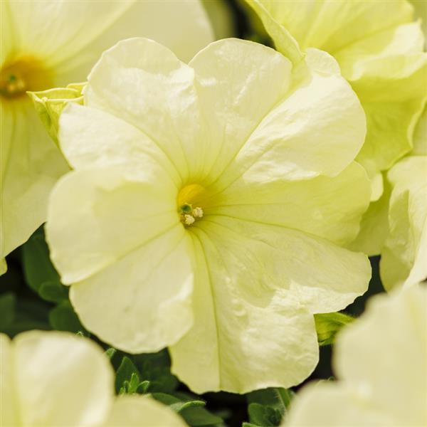 Petunia Limbo Yellow Lime  Nihali F1 Hybrid