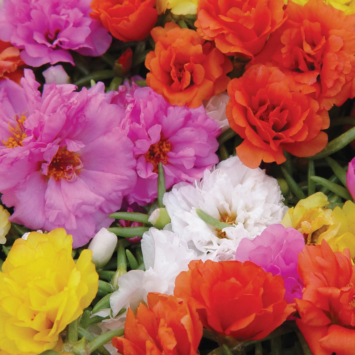 Portulaca Sundial Mix. F1 Hybrid