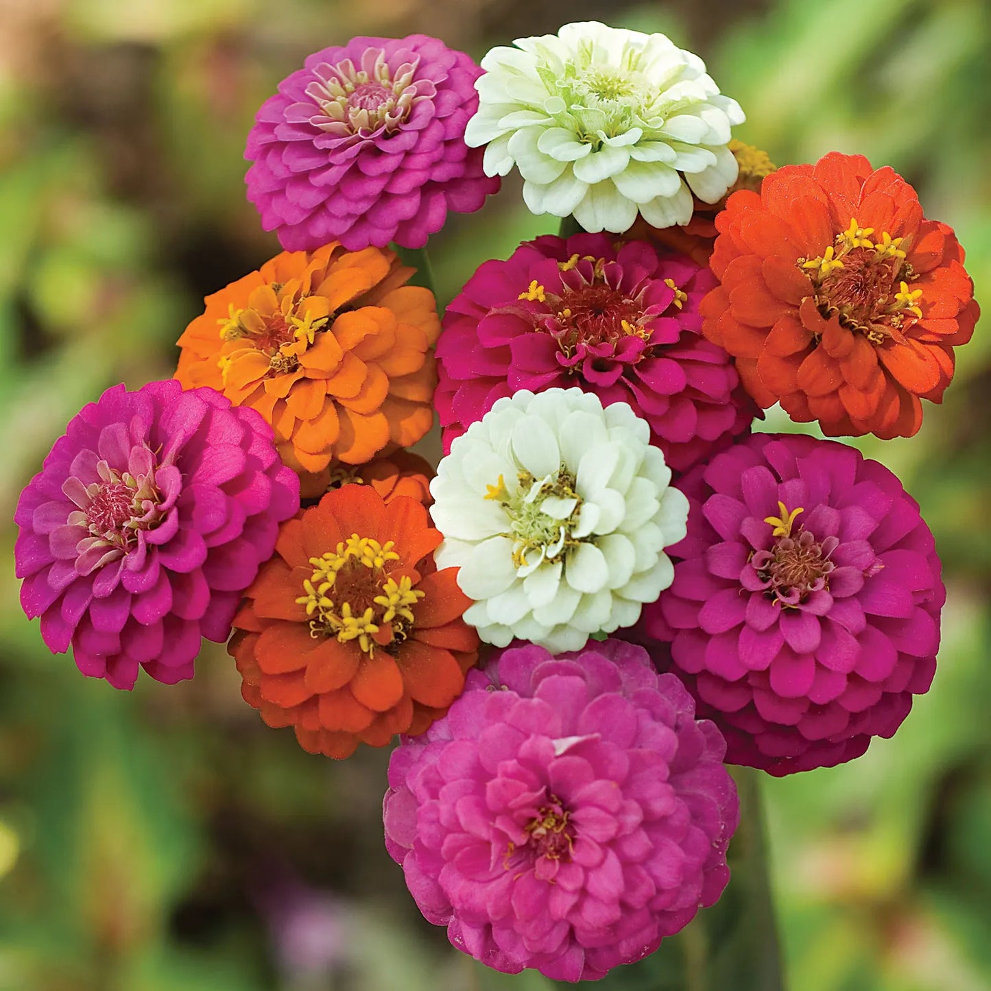 Zinnia Cut and Come Again Mix