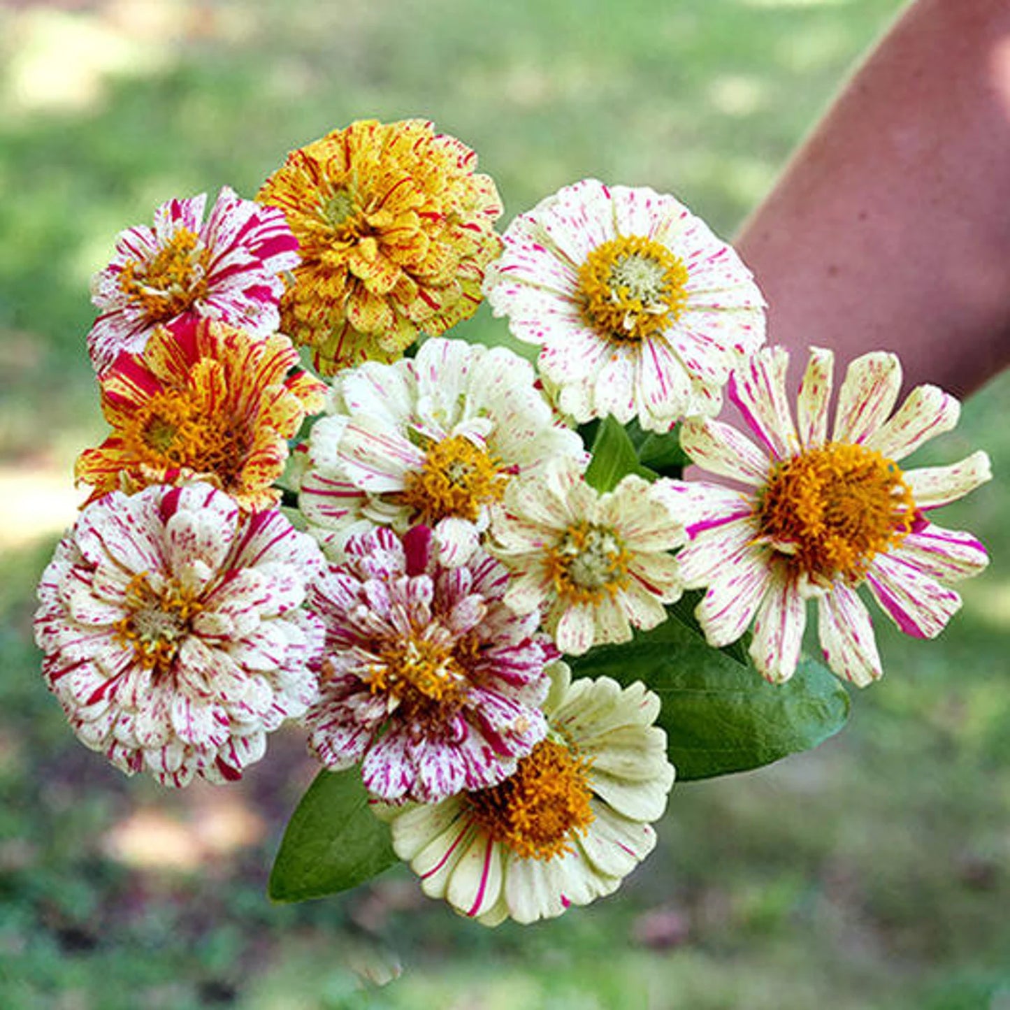 Zinnia Peppermint Stick Mix