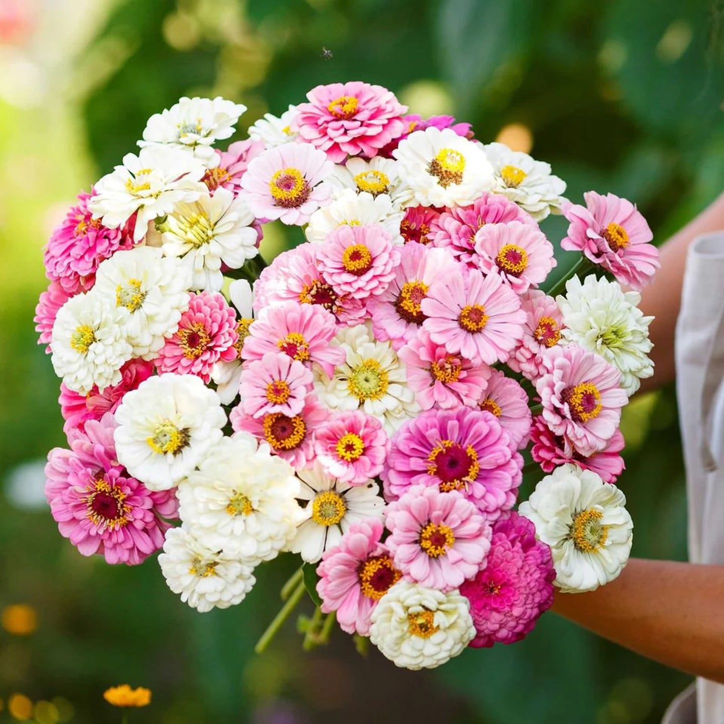 Zinnia Blushing Bride Mix