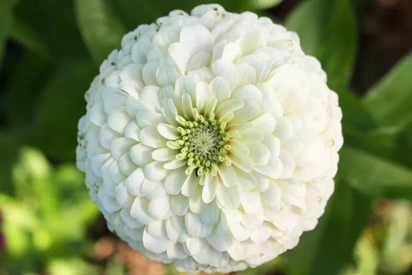 Zinnia Blushing Bride Mix