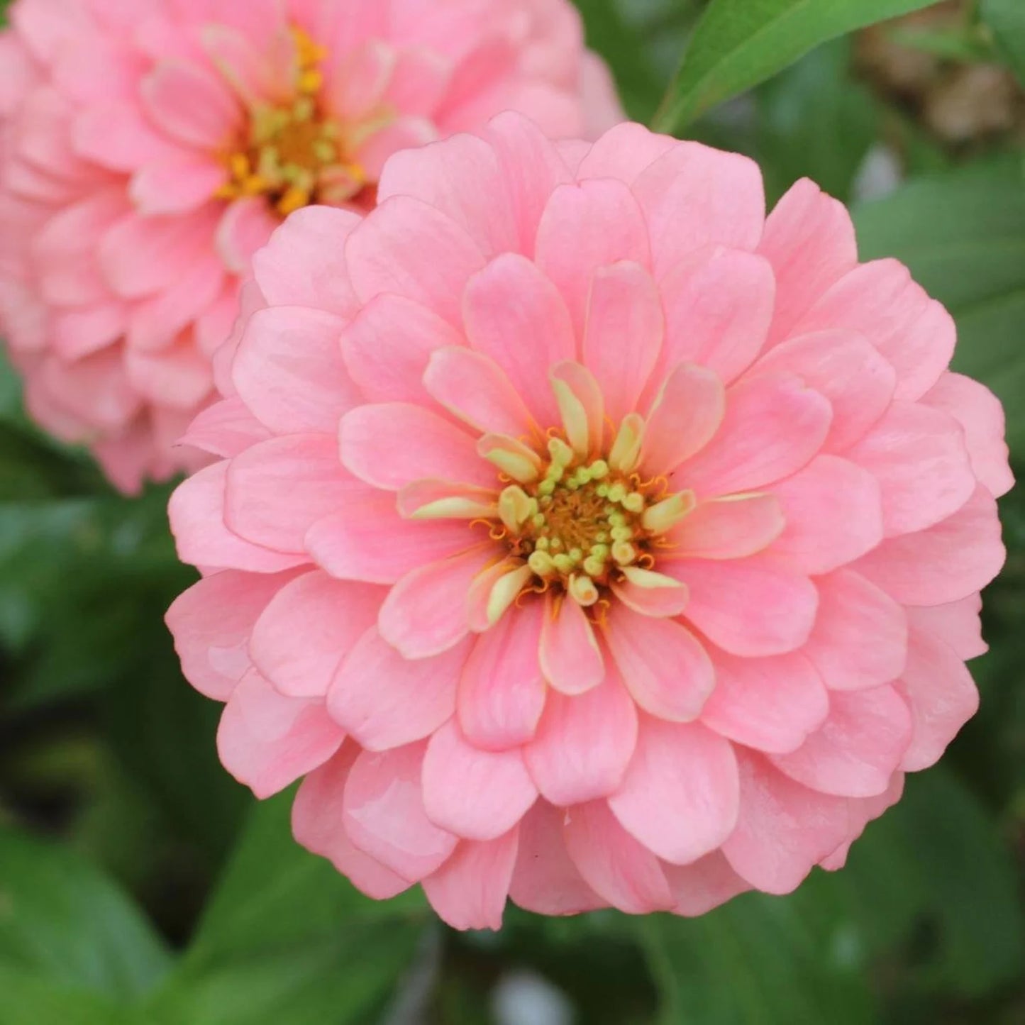 Zinnia Blushing Bride Mix