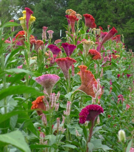 Celosia Supercrest Mix