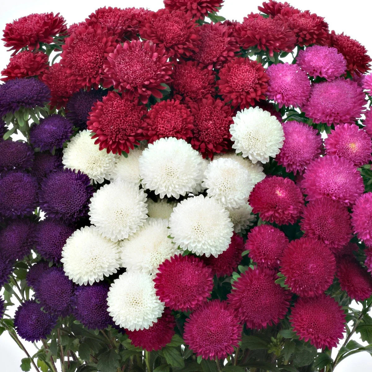 Aster Bonita Mix F1