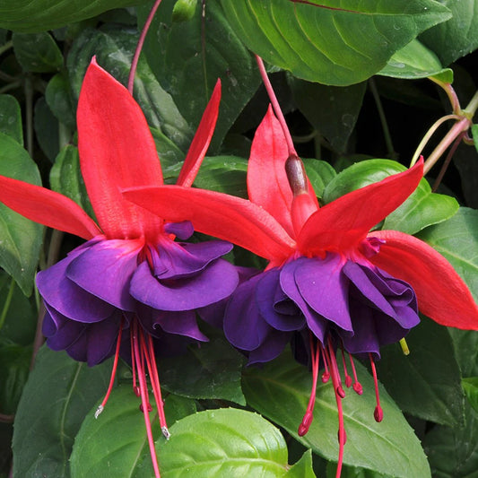 Fuchsia