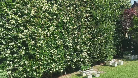 Pyracantha ( Mix Orange, Yellow, White)