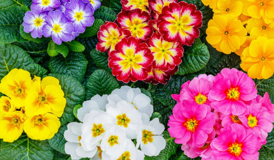 Primrose