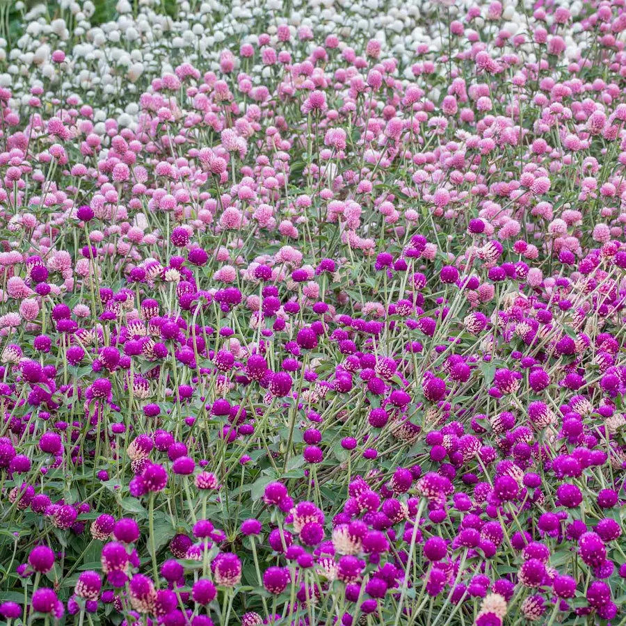 Gomphrena QIS Mix