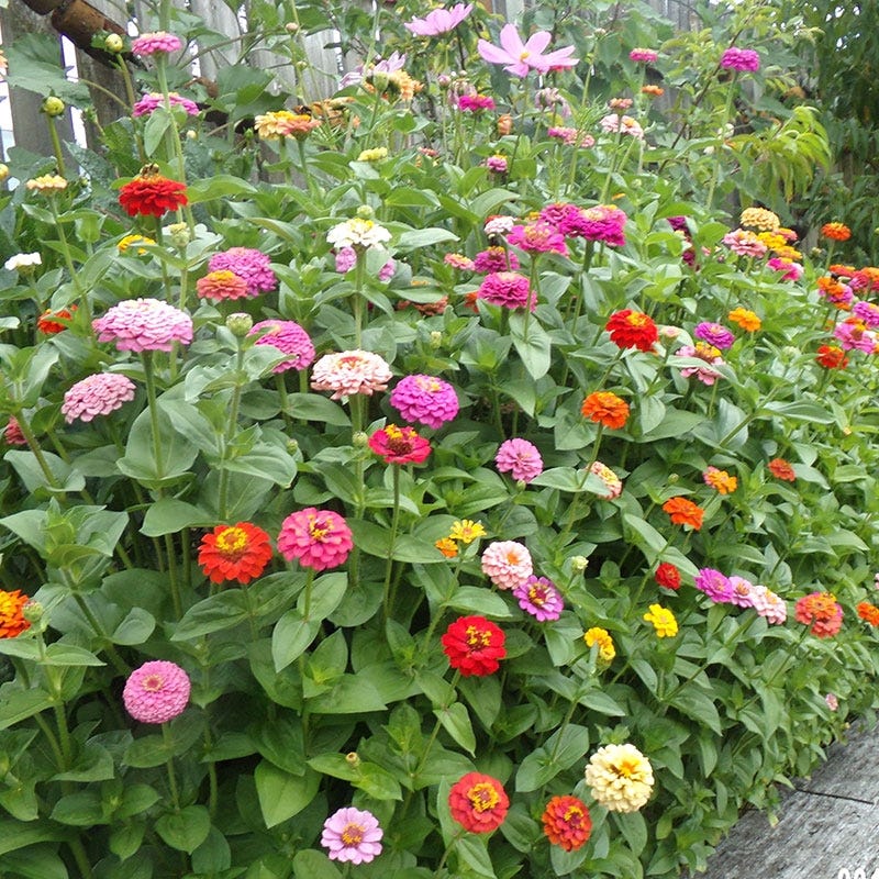 Zinnia Cut and Come Again Mix