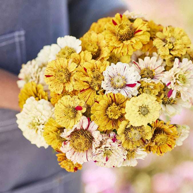 Zinnia Peppermint Stick Mix
