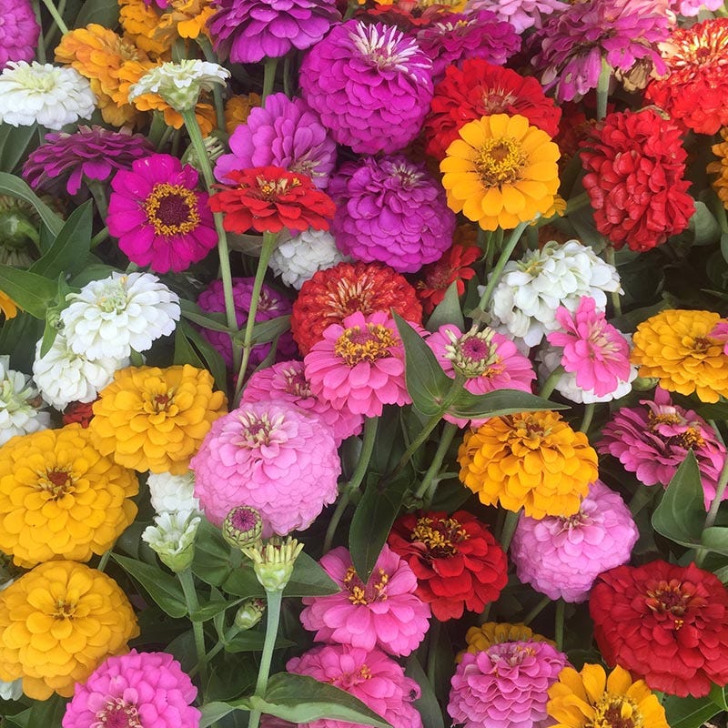 Zinnia Cut and Come Again Mix